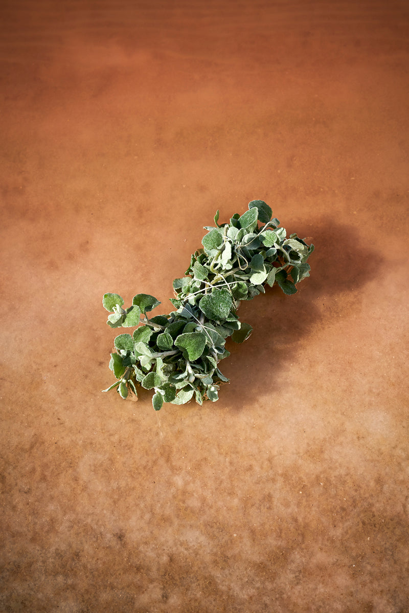 BOTANICAL BUNDLES