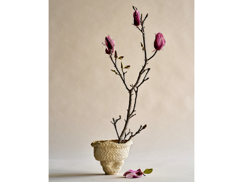 Photographic Print: 'Magnolia'